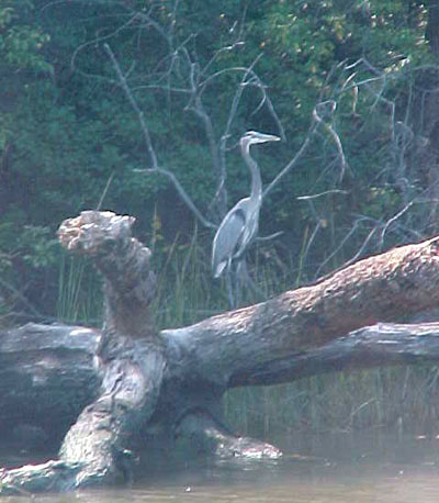 Heron