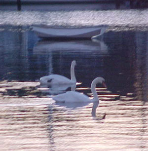 Swans